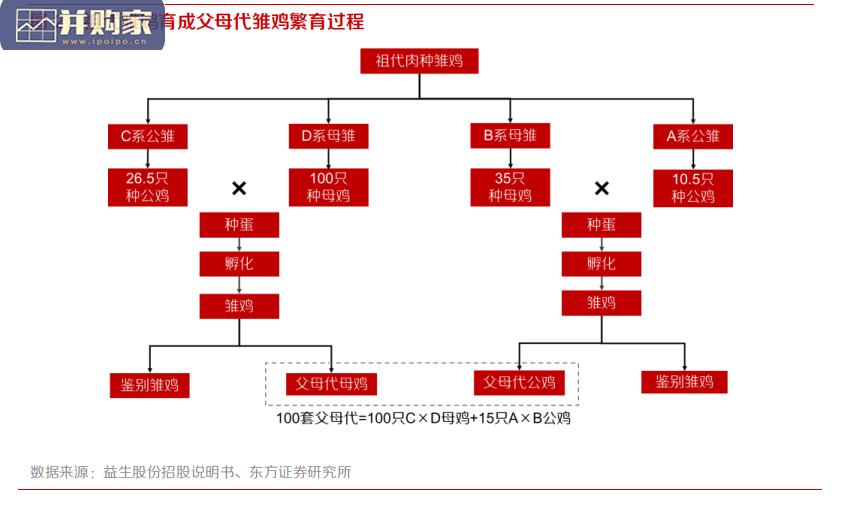 养鸡行业报告：白鸡周期（16页）-第1张图片
