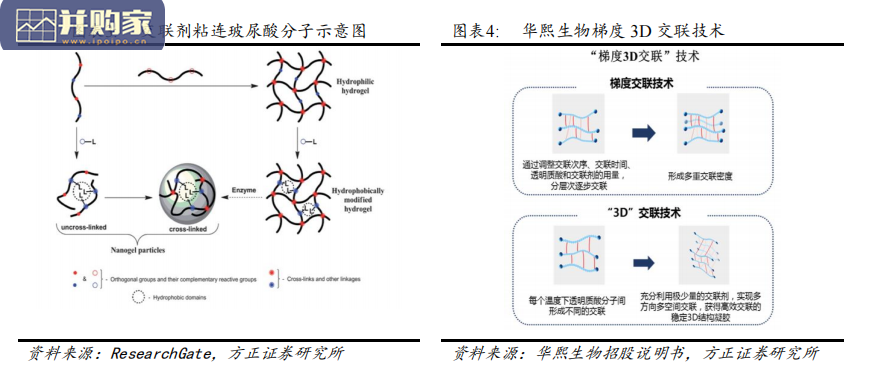 玻尿酸产品行业报告(27页)-第1张图片 玻尿酸产品行业报告(27页)-第1张图片
