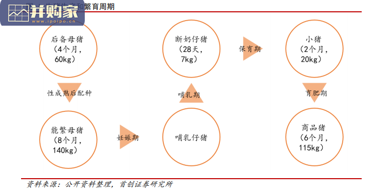 养殖行业报告:生猪养殖、白羽鸡、动保、饲料、宠物(46页)-第1张图片 养殖行业报告:生猪养殖、白羽鸡、动保、饲料、宠物(46页)-第1张图片