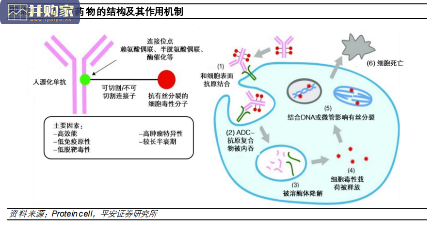 抗体偶联药物ADC行业报告(49页)-第1张图片 抗体偶联药物ADC行业报告(49页)-第1张图片