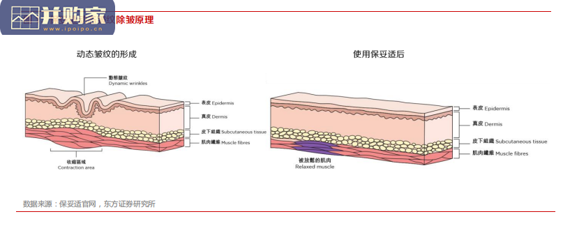 肉毒素行业报告(22页)-第1张图片 肉毒素行业报告(22页)-第1张图片