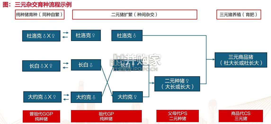 生猪养殖行业报告(35页)-第1张图片 生猪养殖行业报告(35页)-第1张图片
