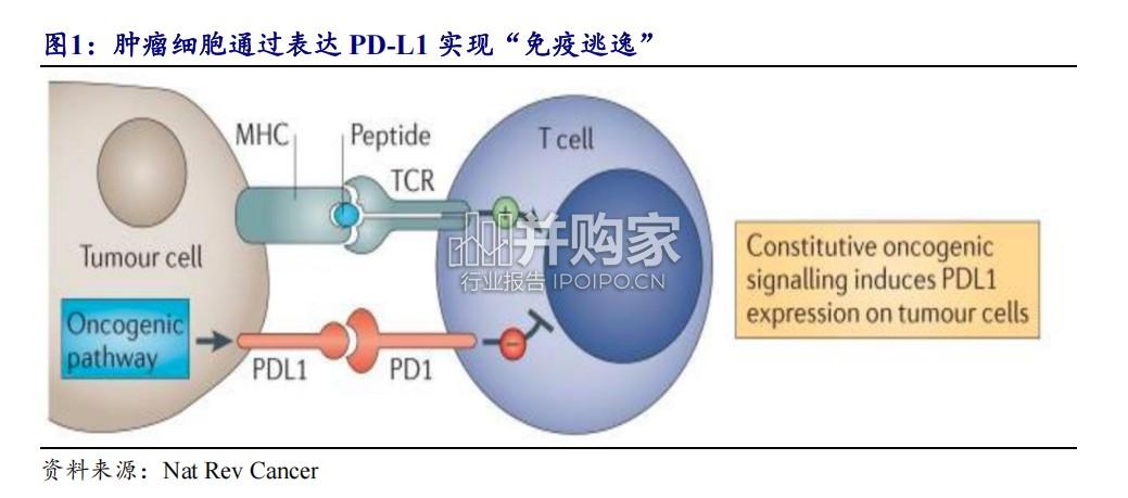 生物制品行业深度报告:PD-1VEGF双抗(30页)-第1张图片 生物制品行业深度报告:PD-1VEGF双抗(30页)-第1张图片
