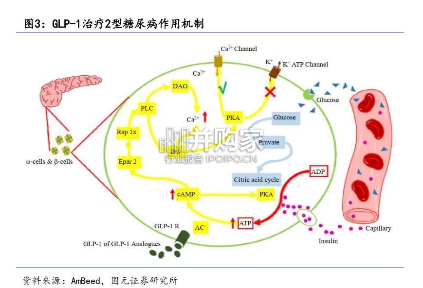 GLP-1受体激动剂行业报告：GLP-1RAs引领降糖减重市场（45页）-第1张图片