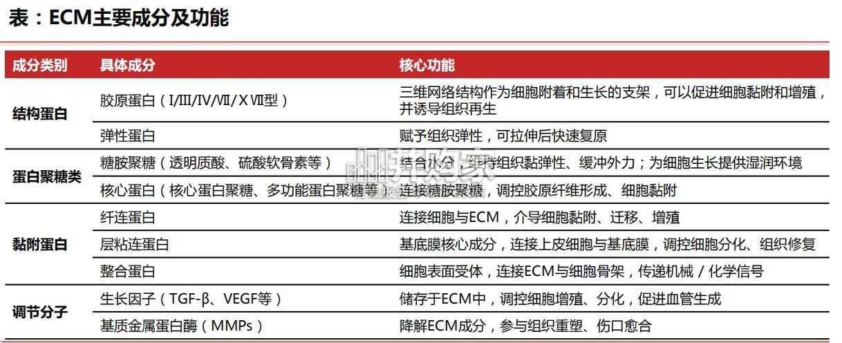 美容护理行业报告:ECM细胞外基质(20页)-第1张图片 美容护理行业报告:ECM细胞外基质(20页)-第1张图片