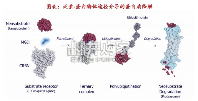 分子降解胶行业专题报告:从CRBN–IKZF13博弈走向新底物机遇(39页)-第1张图片 分子降解胶行业专题报告:从CRBN–IKZF13博弈走向新底物机遇(39页)-第1张图片