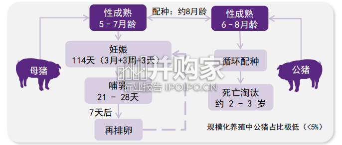 生猪需求、周期与成本研究报告(14页)-第1张图片 生猪需求、周期与成本研究报告(14页)-第1张图片