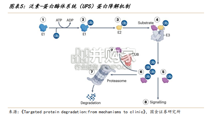 靶蛋白降解行业报告:下一代颠覆性创新疗法(76页)-第1张图片 靶蛋白降解行业报告:下一代颠覆性创新疗法(76页)-第1张图片
