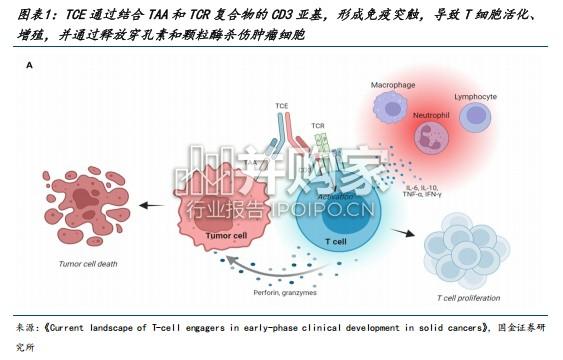T细胞衔接器TCE行业报告:血液瘤商业化兑现、自免接棒,实体瘤静待技术进一步突破(52页)-第1张图片 T细胞衔接器TCE行业报告:血液瘤商业化兑现、自免接棒,实体瘤静待技术进一步突破(52页)-第1张图片