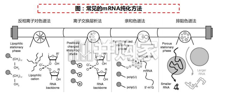 肿瘤mRNA疫苗行业报告:开创肿瘤治疗新范式,国内企业加速追赶(54页)-第1张图片 肿瘤mRNA疫苗行业报告:开创肿瘤治疗新范式,国内企业加速追赶(54页)-第1张图片